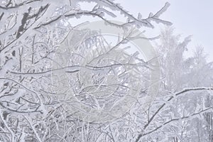 Trees branches in snow. Trees covered with frost