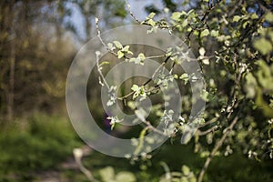 Trees and branches - spring in London; a sunny day.