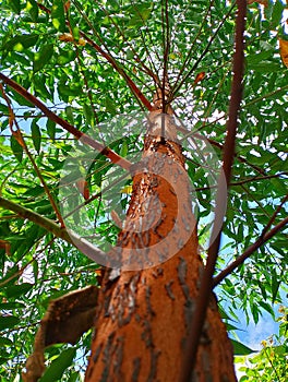 Trees, branches and twigs. Pelita eucalyptus wood plants. West Kalimantan Indonesia. photo