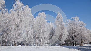 Trees in the bright cold winter day covered in frost