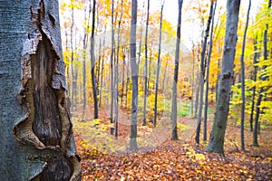 Trees in bright forest