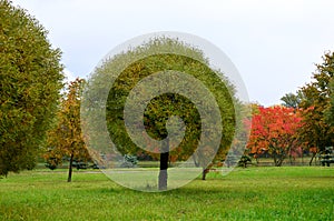 Trees with bright red and yellow  leaves in a city park. Rainy cloudy weather. Concept for the autumn season and the approaching