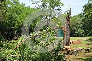 Trees broke by the strong wind, the storm broke big birch