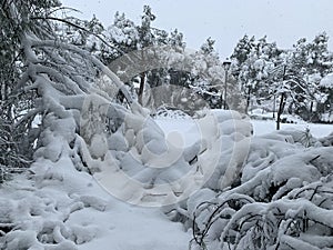 Trees with broken branches