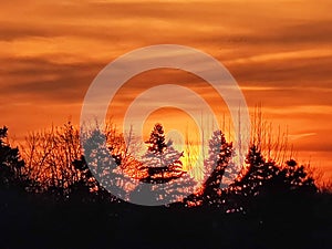 Trees in Bucharest in the light of the sunset