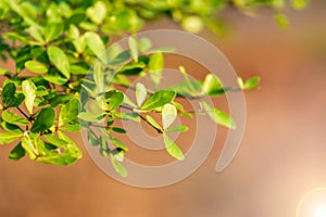 The trees are budding leaves with lens flare