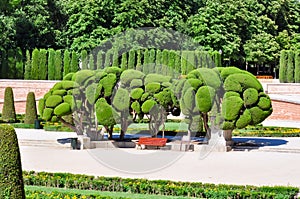 Trees in Buen Retiro park, Madrid, Spain photo