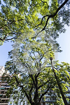 Trees with building facade in the background on Square. La Recoleta, Buenos Aires, Argentina photo