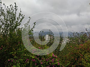 Trees and buildings in Islamabad