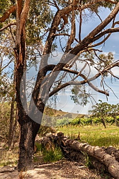 Trees with burn marks in landscape of Mount Dandenong Australia