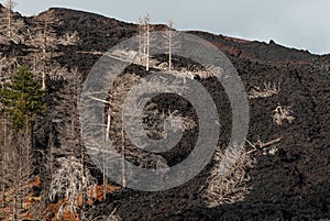 trees burned by an eruption of the volcano