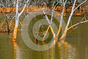 Trees burried in orange lake of poison from a gold mine - pollution - liquid residues discharged into a lake in Romania, Geamana