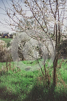 Flowering tree in the early evening