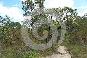 Ground trail on white soil in middle cerrado forest photo