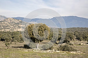 Trees and Bushes in Guadarrama; National Park; Madrid