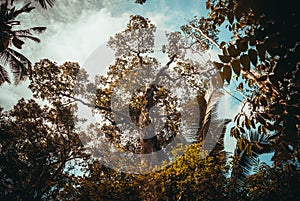 Trees and bushes in the jungle, beautiful Amazon forests near Manaus, Brazil