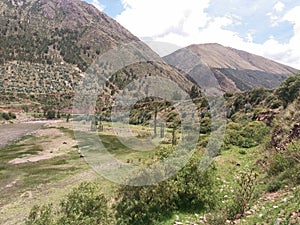 trees and bushes near river photo