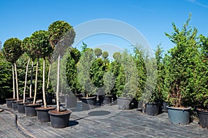 Trees and bushes in plastic pots on plant nursery.