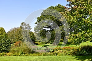 Trees and bushes in Rosemoor garden in England