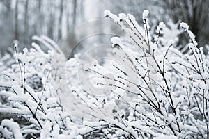 Trees, bushes in the snow in the park. Winter background, texture of the branches in the snow. Space for text