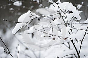 Trees, bushes in the snow in the park. Winter background, texture of the branches in the snow.