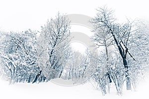 Trees and bushes under heavy snow