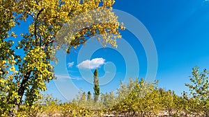 Trees and bushes with yellow, golden leaves and blue sky in the background, copy space