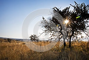 Trees in Bushveld centered Solar Flare