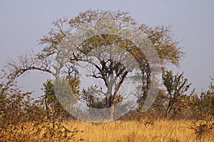 Trees in a Bushveld setting