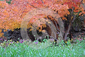 Trees in Butchart Gardens