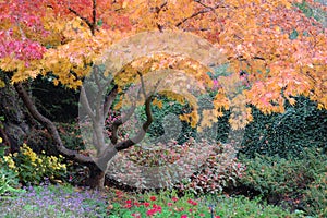 Trees in Butchart Gardens