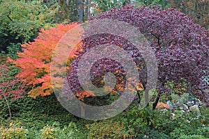 Trees in Butchart Gardens