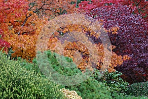 Trees in Butchart Gardens