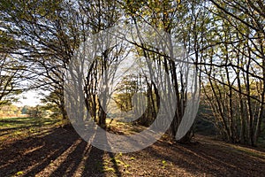 Trees in Canfaito forest Marche at sunset with low sun filtering through and long shadows, with warm fall colors and