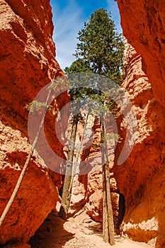 Trees in a canyon at Bryce Canyon, Utah, USA
