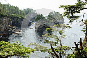 Trees at Cape Flattery