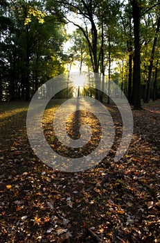 Sunstars tree shadow