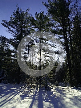 Trees casting shadows on snow