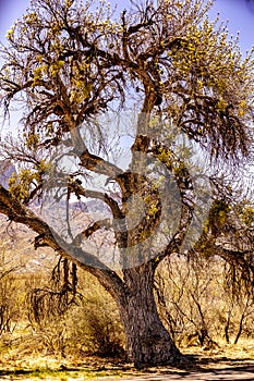 Trees of Catalina State Park, Arizona