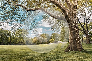 The Trees in Central Park, famous place in New York City