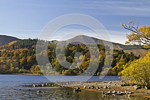 Trees Change Colour in Autumn in the Lake District