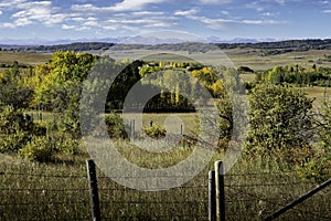 Trees changing into autumn colours on an acreage near the Canadian Rocky Mountains