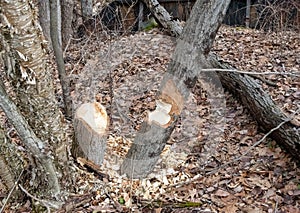 Trees chewed by beavers