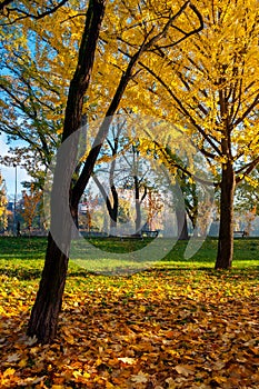 Trees of city park in golden foliage