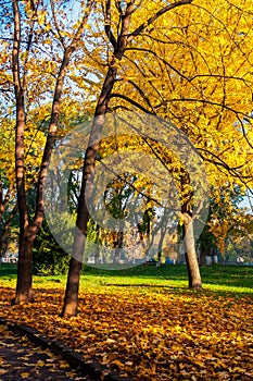 Trees of city park in golden foliage