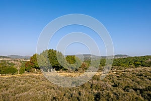 Trees and clean sky for copy space.