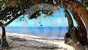 Trees and clear water in Autre Bord beach in Le Moule. Guadeloupe, Caribbean