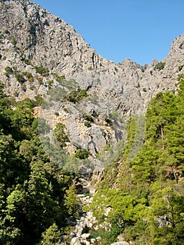 Trees on the cliffs of the canyon Goynuk in Turkey