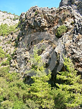 Trees on the cliffs of the canyon Goynuk in Turkey