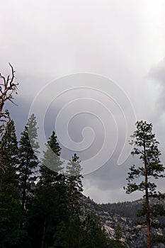 Trees Clinging to the Rocky Southern Slope of Halfdome